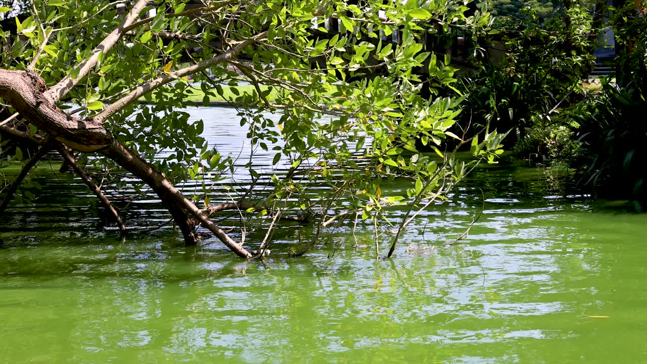 방 의 조용 한 물 과 울창 한 초록색