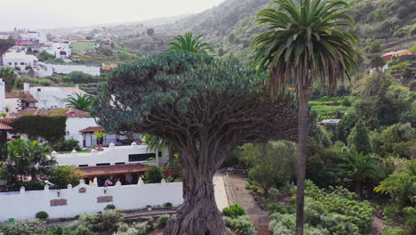 el drago milenario, el espécimen más antiguo del drago, dracaena draco, en tenerife, españa, rodeado de altas palmeras, un típico pueblo español en el fondo, vista aérea giratoria alejada 4k