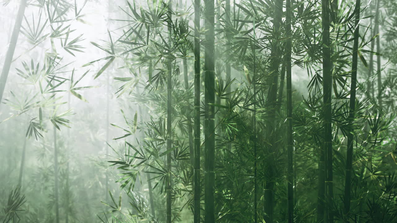 atmósfera matutina en un bosque de bambú