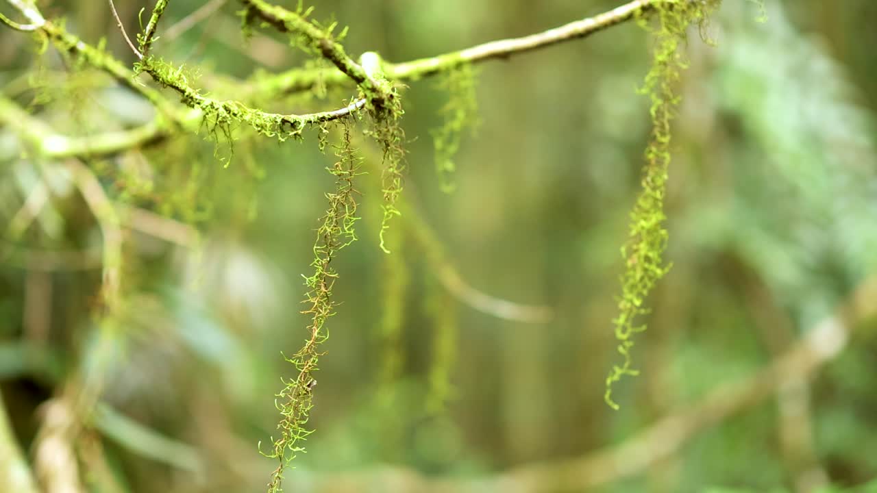 Close-up of vines gently swaying in a lush forest, captured with soft lighting and a serene atmosphere