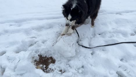 Mittelweite-Einstellung-Eines-Blag-Hundes,-Der-Ins-Bild-Auf-Einen-Schneeball-Springt-Und-Beginnt,-Den-Ball-Mit-Seinen-Pfoten-Zu-Zerstören