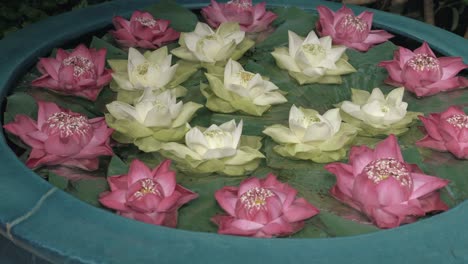 beautiful water lotus flowers in thailand at the jim thompson museum