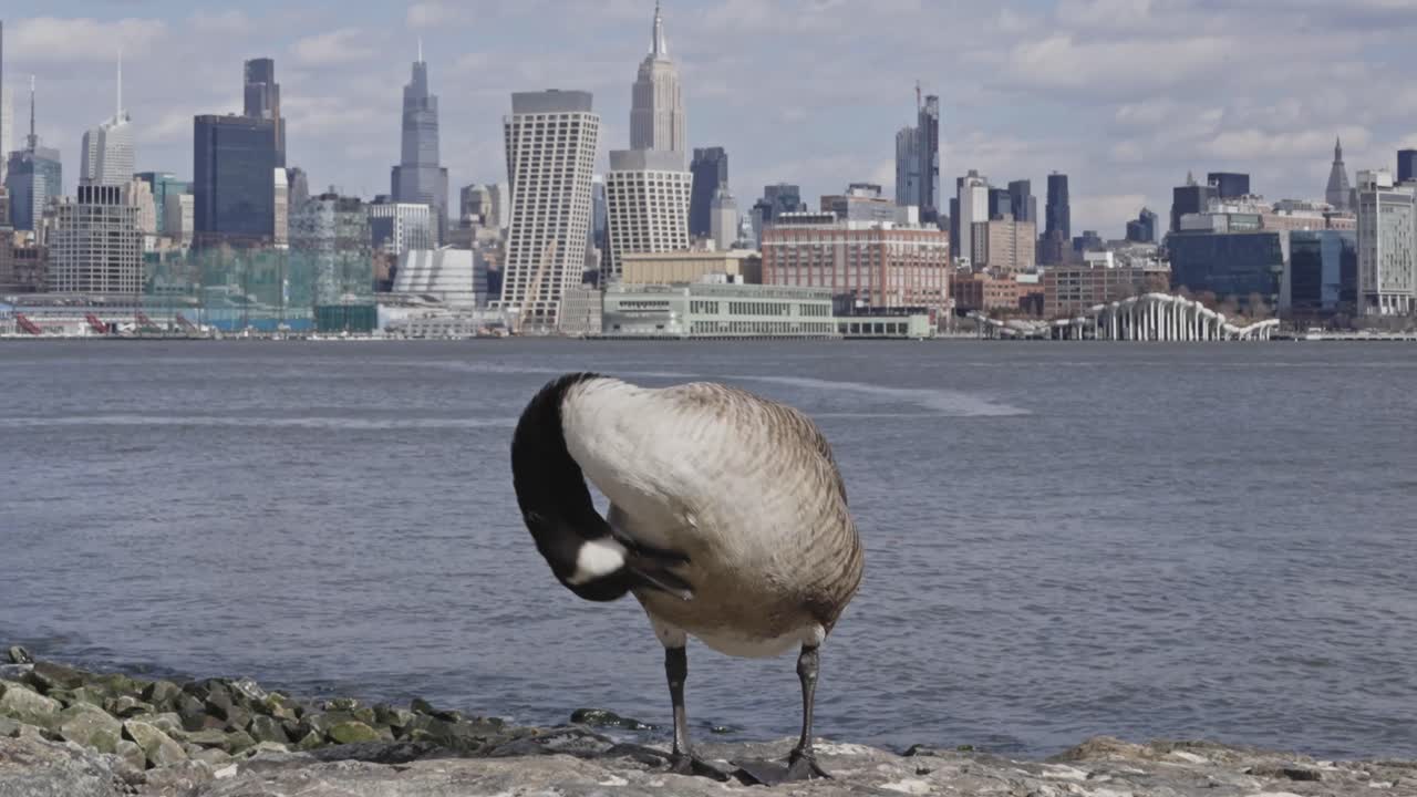 A Canada goose preens its feathers on the Hudson River shoreline with the Manhattan skyline in the distance on a partly cloudy day