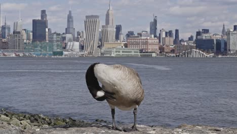 a canada goose preens its feathers on the hudson river shoreline with the manhattan skyline in the distance on a partly cloudy day