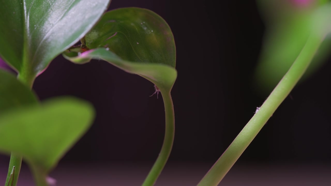Mealybug crawling up a plant stem in a macro close-up view