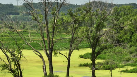 Üppige-Bäume-Und-Feuchtgebiete-Im-Trempealeau-National-Wildlife-Refuge,-Wisconsin