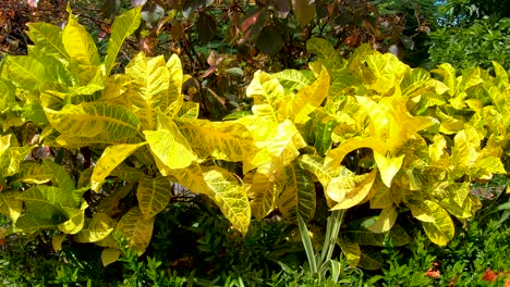 A-slow-panning-shot-of-these-Codiaem-Variegatum-tropical-plans-in-the-garden-near-a-rain-forest