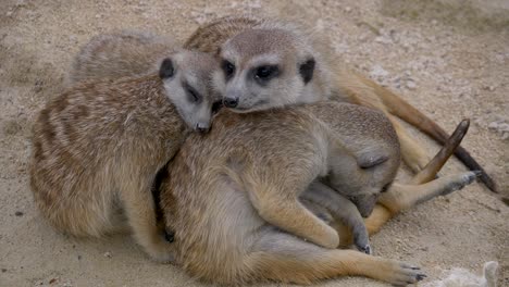 Family-of-young-meerkats-cuddling-and-sleeping-together-in-wilderness,close-up
