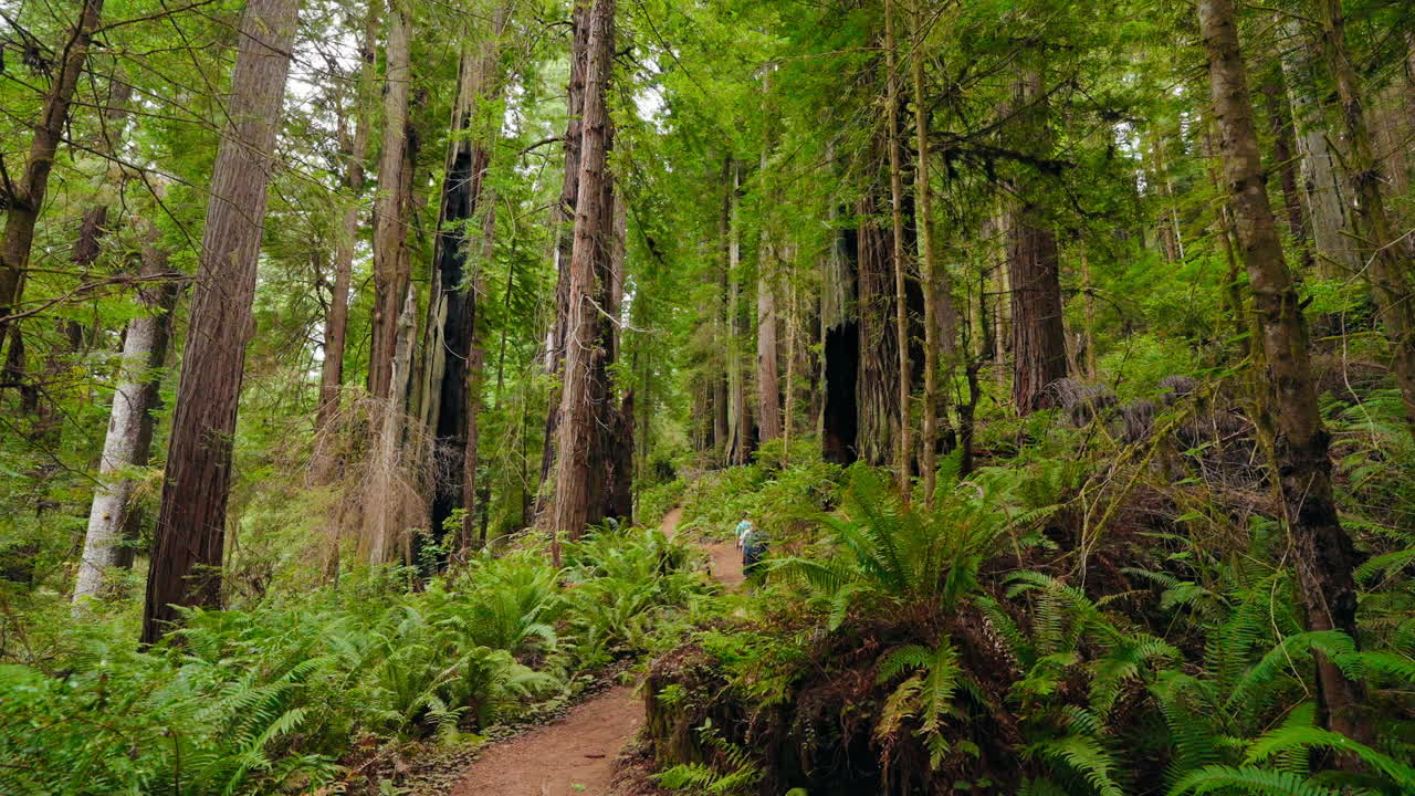 Family adventures in the forest walking through nature together