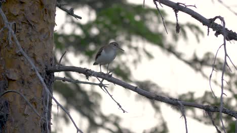 close up of a lonely sandpiper sitting on a pine tree branch