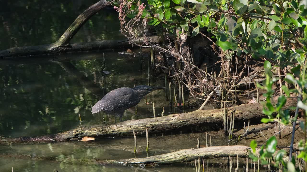 visto moviéndose hacia la derecha con la intención de atacar un objetivo, garza estriada butorides striata, tailandia