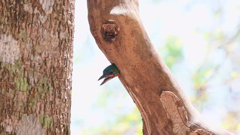 barbudo de orejas azules, psilopogon cyanotis, imágenes de 4k de un pájaro que anida