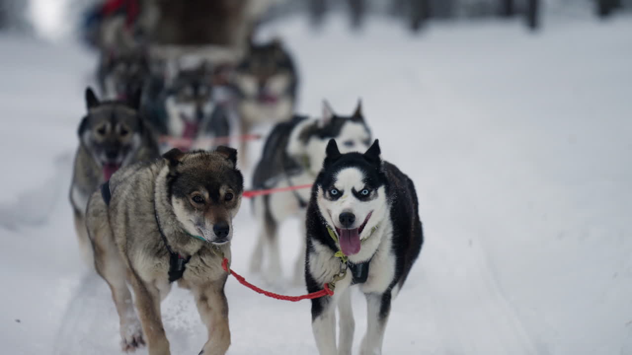primer plano de huskies siberianos corriendo y tirando de un trineo durante la temporada de invierno en muonio, finlandia