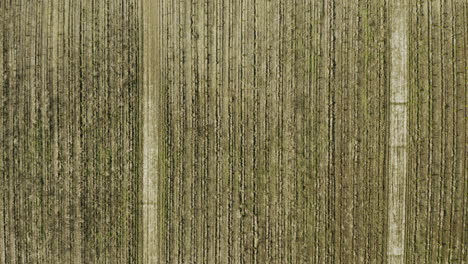 campo de la granja lleno de filas para cultivos
