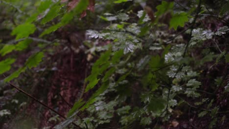 Raindrops-hitting-leaves-slowmo