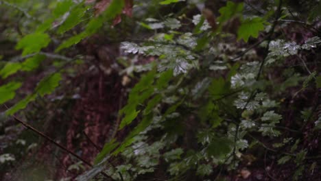 raindrops hitting leaves slowmo