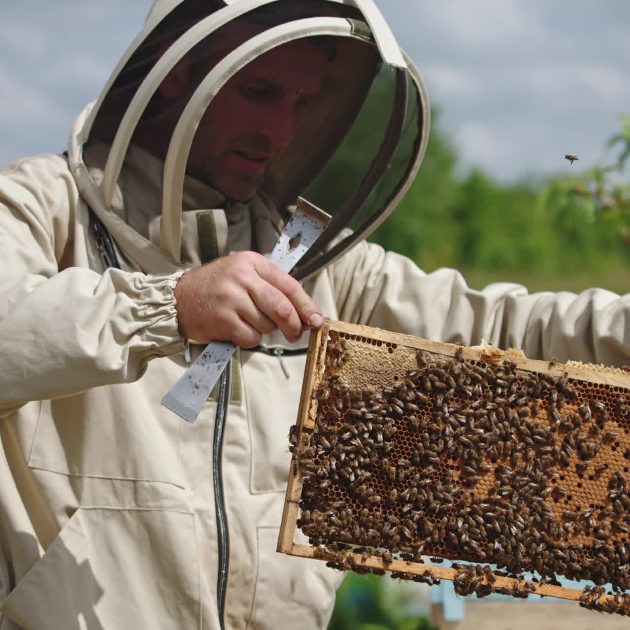 Beekeeper in protective uniform holding a heavy bee frame. Dark honey comb coated with bee family. Apiarist puts the frame into hive