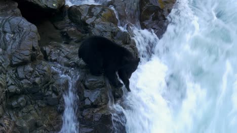 Oso-Trasero-Tratando-De-Atrapar-Salmones-Junto-A-La-Cascada