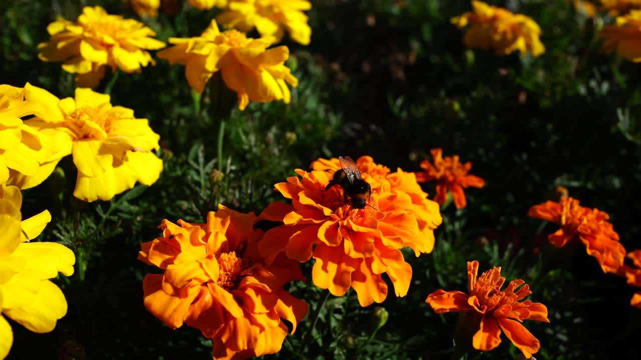 Primo piano di un'ape che raccoglie polline su fiori arancioni vivaci in un ambiente di giardino soleggiato.