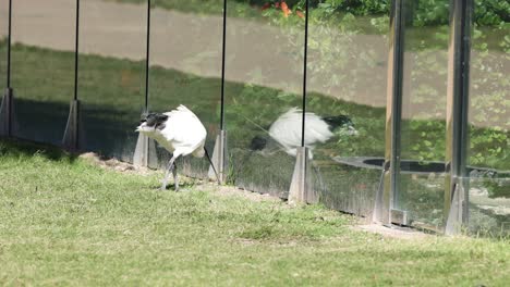 a bird examines its reflection in glass