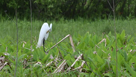 great white egret preening his feathers in breeding plumage, between waterplants, florida, usa