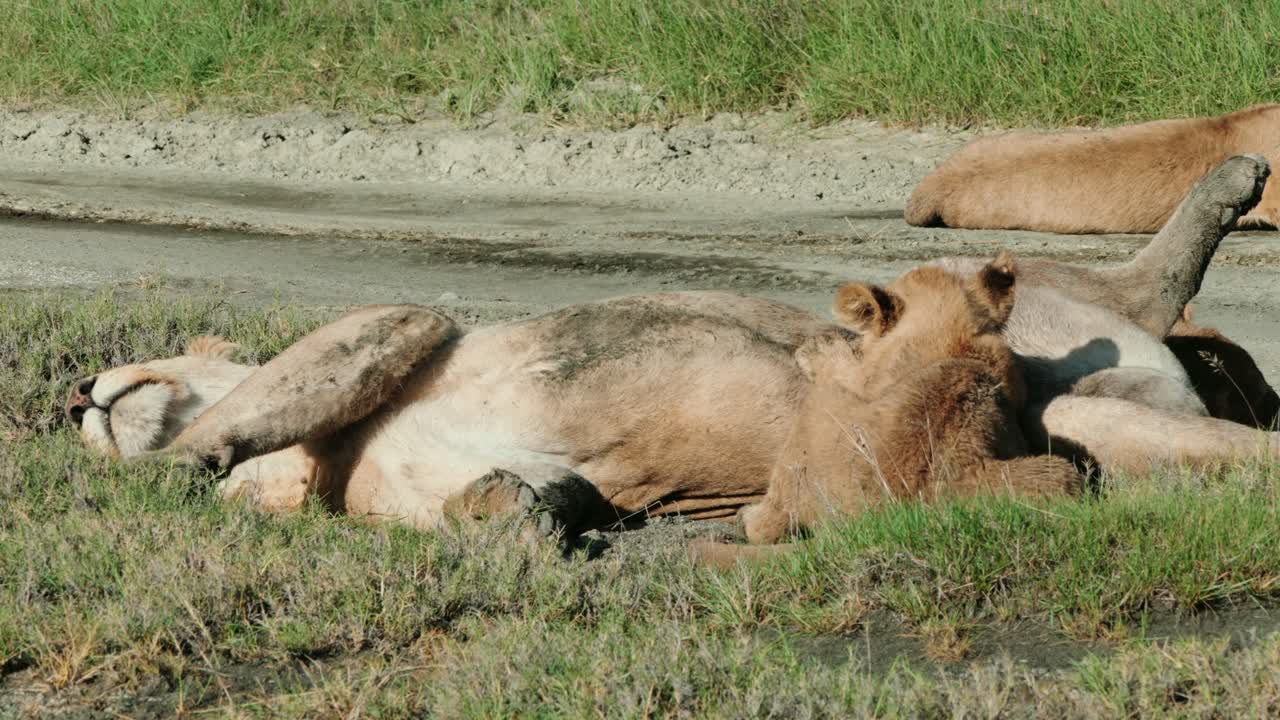 baby leeuwenkind in tanzania drinkt moedermelk