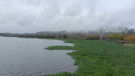 Vista-Aérea-De-La-Orilla-De-Un-Lago-Lleno-De-Jacintos-De-Agua-Y-Un-Sendero-De-Madera