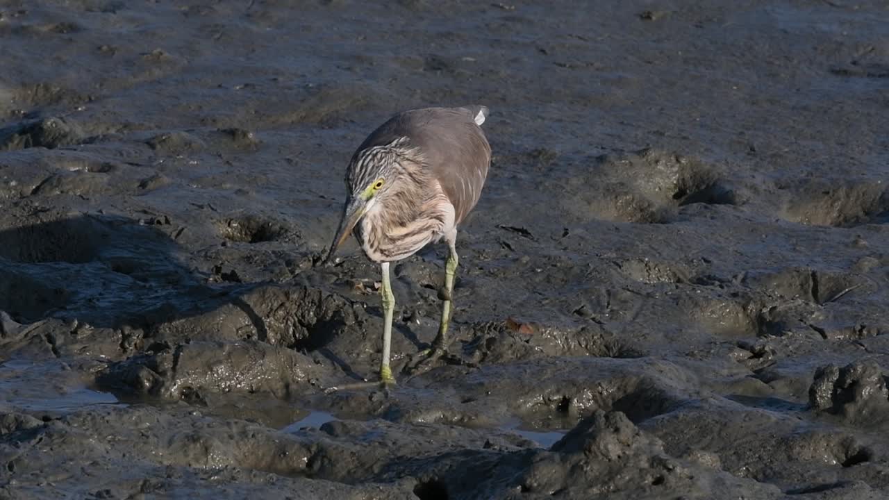una de las garzas de estanque encontradas en tailandia que muestran diferentes plumajes según la temporada