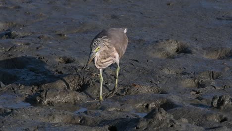 one of the pond herons found in thailand which display different plumages according to season