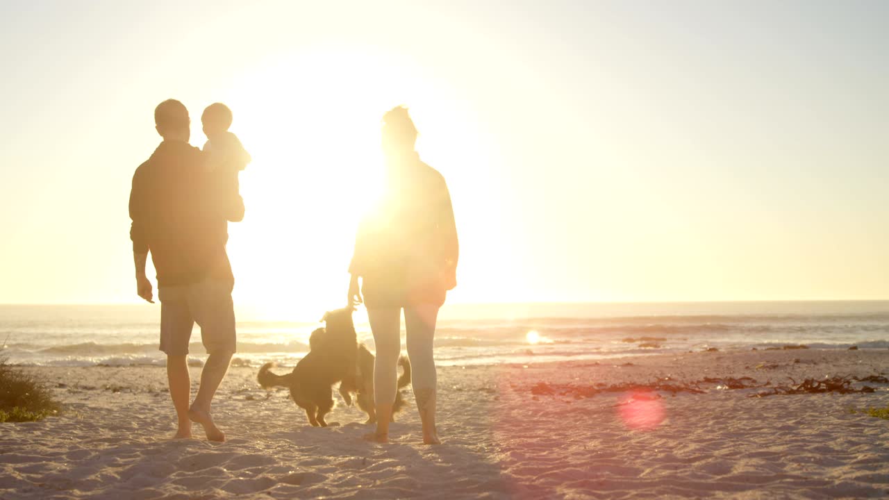강아지 들 과 함께 해변 4k 에서 즐거움을 즐기는 가족