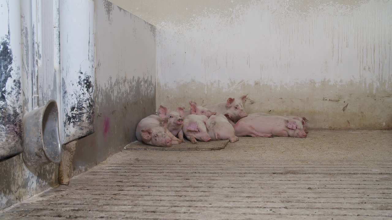 농장의 작은 새끼 돼지