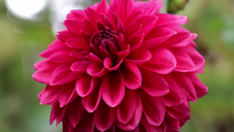 pink coloured petals of a dahlia growing in an english garden