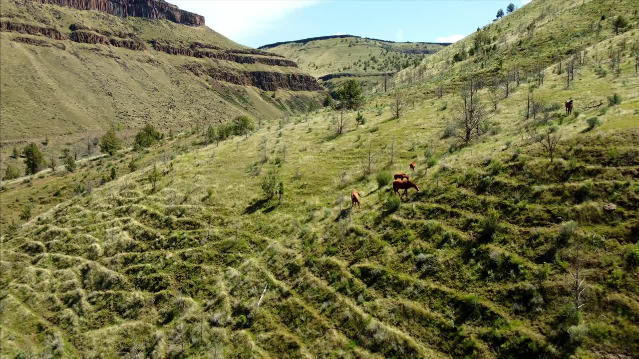 US, Oregon, Warm Springs, , 2025-04-21 - Drone view of wild horses roaming the tribal lands near the Deschutes River. High desert of central Oregon, in Spring.