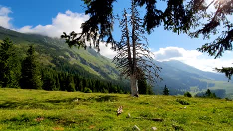 static shot of trees swaying in the wind at the top of the dobrac mountain in slovenia