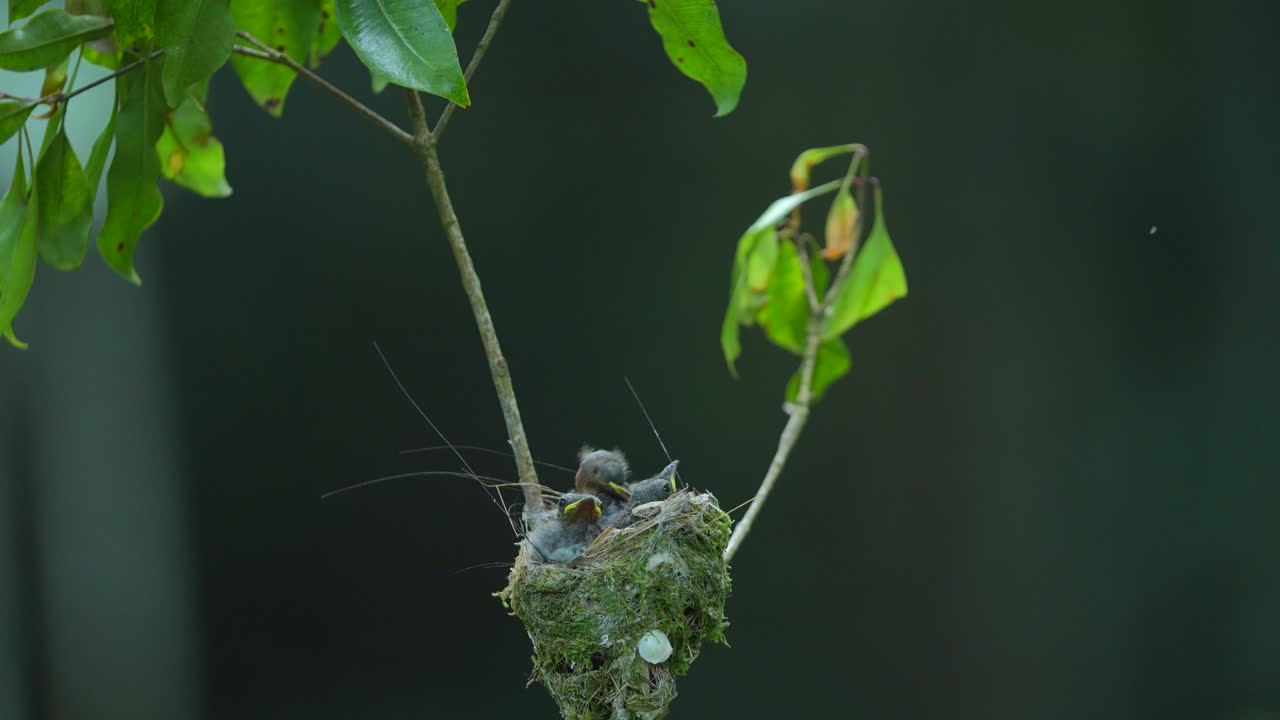 검은 목을 가진 군주 새끼들은 나무에 있는 둥지에 있었는데, 그들의 아버지는 그들에게 먹이를 주려고 왔다.