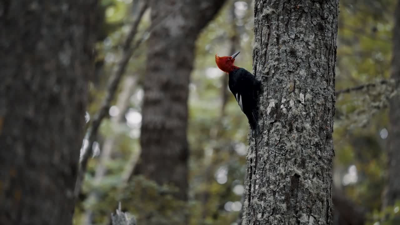 pájaro pájaro de magallanes en el bosque, tierra del fuego, argentina - toma de ángulo bajo