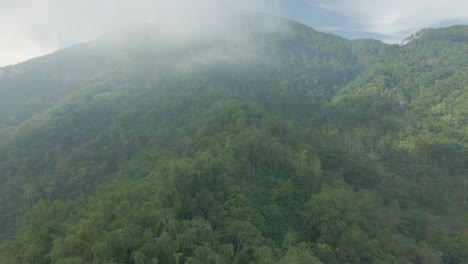 vista aérea de un bosque de montaña nublado