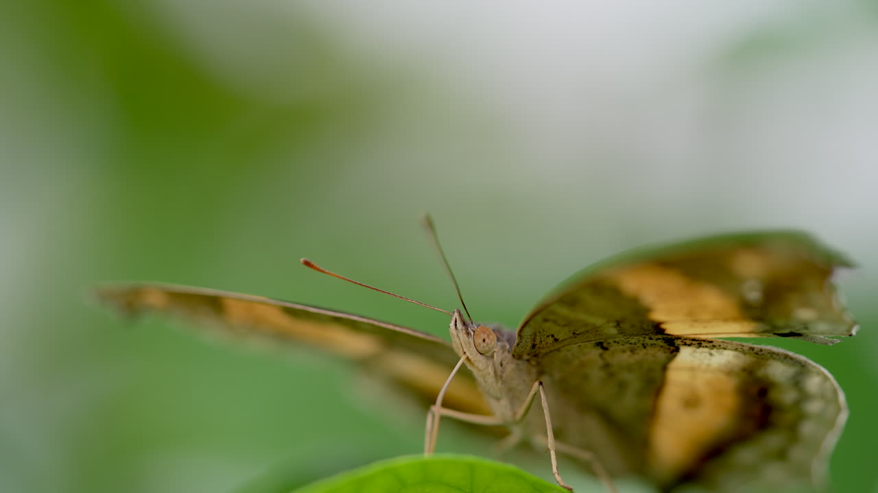 Macro shot of wild butterfly resting on green leaf in wilderness in slow motion