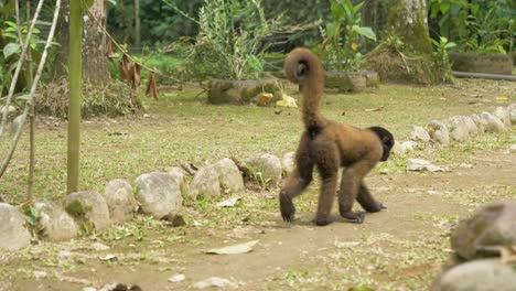 Observe-the-carefree-charm-of-a-chorongo-monkey-as-it-casually-strolls-and-walks-away