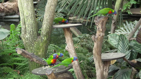 group of rainbow lorikeets  eating