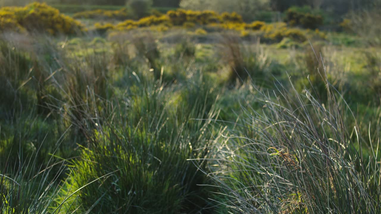 Scenic view of grassland with long grass and yellow bushes on spring morning