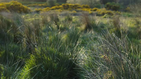 scenic view of grassland with long grass and yellow bushes on spring morning