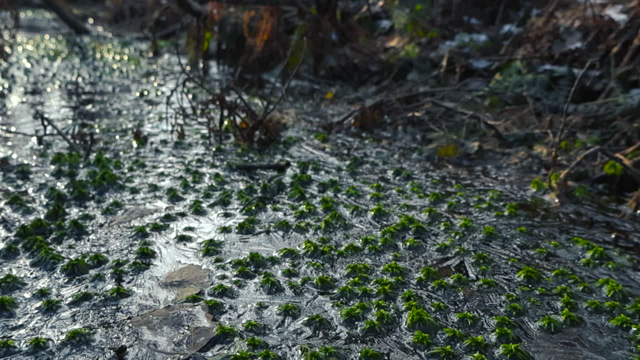 Gorgeous footage gliding slowly over a small frozen lake or a pond that has little tiny green moss stumps frozen in the ice during a sunny day while the sun and daylight is refelecting on the ice.