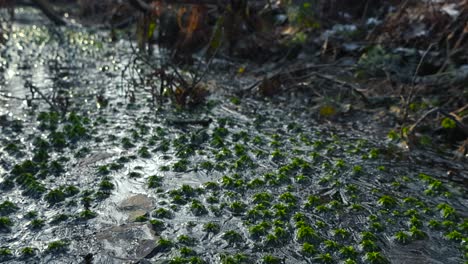 gorgeous footage gliding slowly over a small frozen lake or a pond that has little tiny green moss stumps frozen in the ice during a sunny day while the sun and daylight is refelecting on the ice.