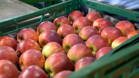 Frisch-Geerntete-Apfelfrüchte-Vom-Bauernhof-Auf-Einer-Kiste
