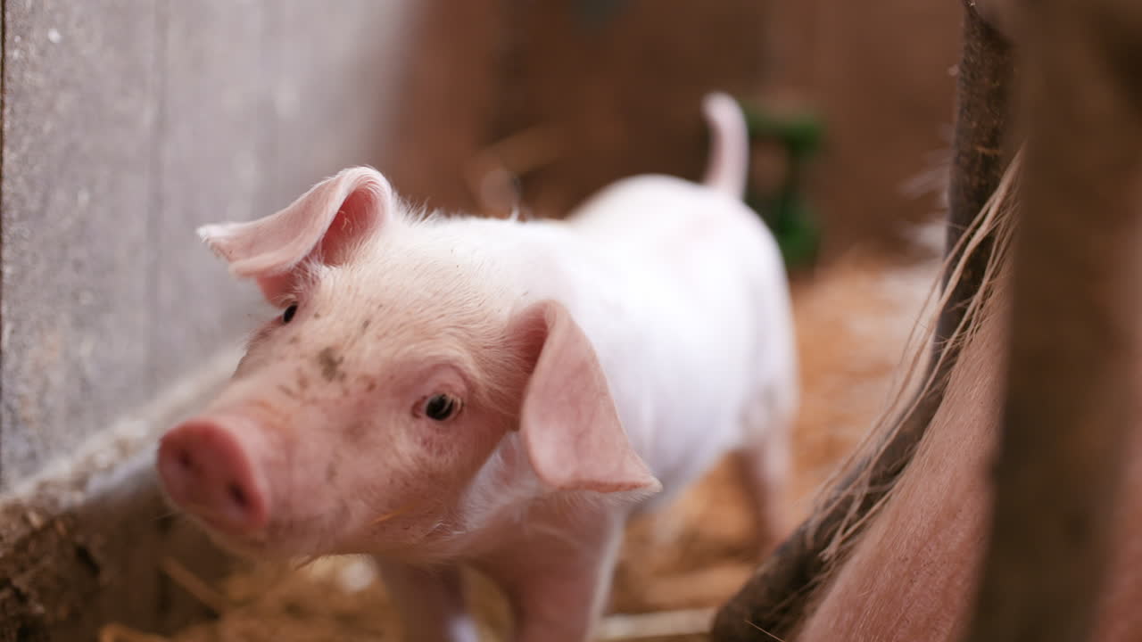 cerdos en granja de ganado granja de cerdos granja de ganado granja de cerdos agrícola moderna