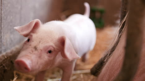 pigs on livestock farm pigs farm livestock farm modern agricultural pigs farm