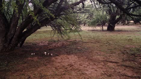 Mesquite-Bäume-Im-Regen,-Unter-Denen-Pilze-Sprießen