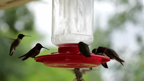 slow motion hummingbirds filmed at 180fps to show how fast these little hummingbirds are moving. this hummingbird feeder fills with hummingbirds wanting grab a quick bit ti eat