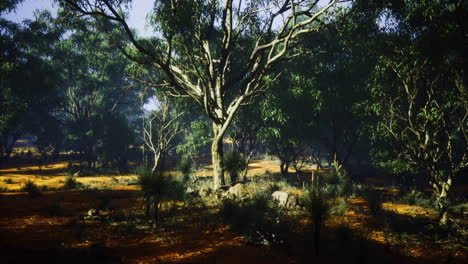 lush forest landscape with diverse trees and rich undergrowth in daylight